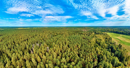 Beautiful panoramic aerial drone view to Bialowieza Forest - one of the last and largest remaining parts of the immense primeval forest that once stretched across the European Plain