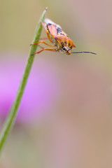 bug on leaf