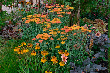 A colourful flower border with Achillea millefolium Paprika and Heleniums