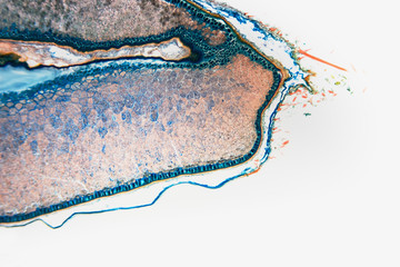Medical Lab Prepared microscopic- weevil rye