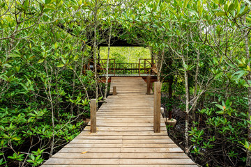 Obraz premium A wooden bridge in Seashore forest in Thailand.
