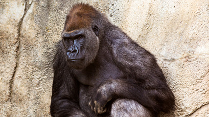 portrait of a gorilla relaxing against a rock wall