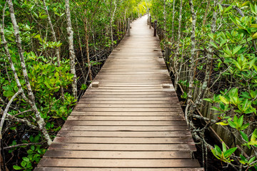 A wooden bridge in Seashore forest in Thailand.
