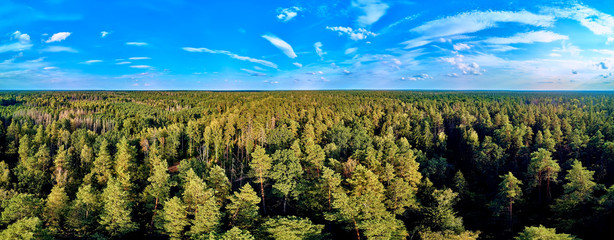 Beautiful panoramic aerial drone view to Bialowieza Forest - one of the last and largest remaining parts of the immense primeval forest that once stretched across the European Plain