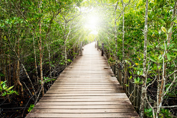 Obraz premium A wooden bridge in Seashore forest in Thailand.