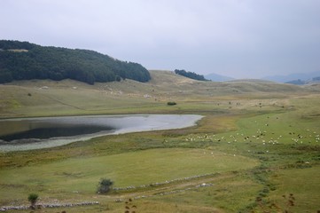 Fototapeta na wymiar a large flock of sheep by the lake