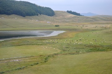 a large flock of sheep by the lake