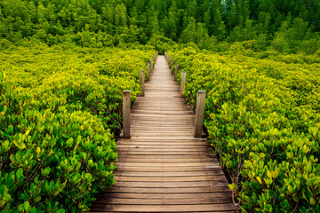 A wooden bridge in Seashore forest in Thailand.