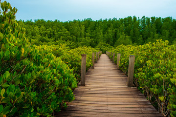 Fototapeta na wymiar A wooden bridge in Seashore forest in Thailand.