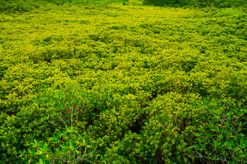 forest background ,Sunrise in a beautiful forest in Seashore forest in Thailand.