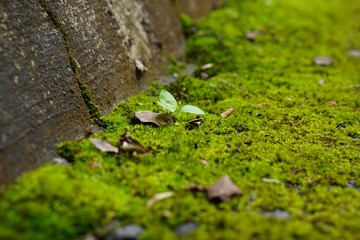 Beautiful Bright Green moss grown up cover the rough stones and on the floor in the forest.