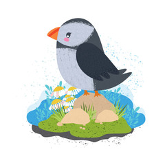 puffin. beautiful cute bird