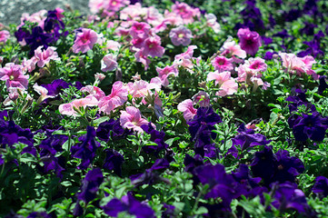 Obraz premium Colorful flowers in the summer flower garden.