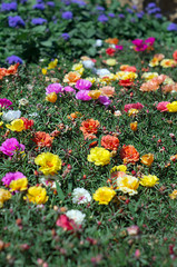 Obraz premium Colorful flowers in the summer flower garden.