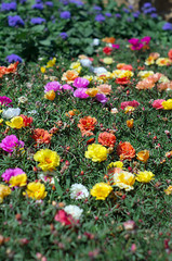 Colorful flowers in the summer flower garden.