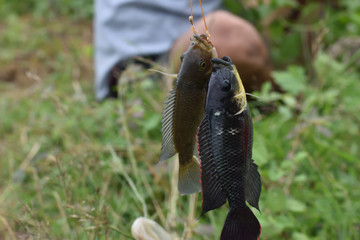 fishing lure in hand or fishing catch on hatching