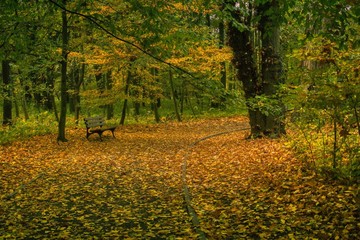 pusta ławka w parku w słoneczny jesienny dzień ze ścieżka przysypaną kolorowymi  liśćmi © Jarek Witkowski