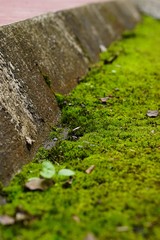 Beautiful Bright Green moss grown up cover the rough stones and on the floor in the forest.