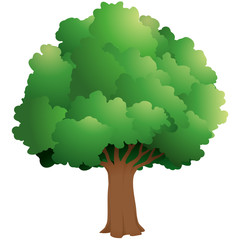Realistic green tree on a white background