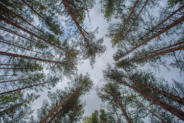 Pines. Bottom view of the pine trees. Forest photo background with wide angle pine forest.