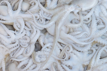 close up Fresh squid on ice for show and sell in the market