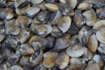 Fresh shellfish background.
