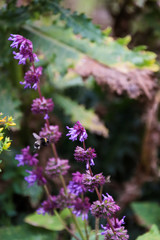 Bumblebee pollinating a wild flower