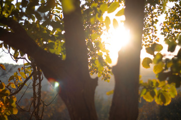 Warm autumn rays Shine through the trees