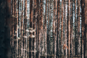 Pine forest, trunks. Parallel trees in the forest. Photo background forest landscape.
