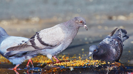 Fototapeta premium Pigeons close-up on a combined background