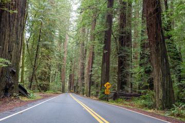 Avenue of the Giants highway with redwood trees on either side