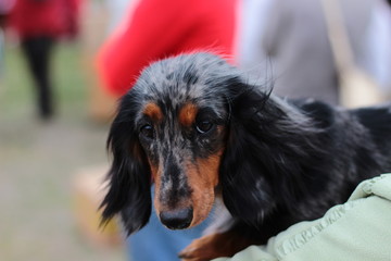 Hairy Dachshund. Beautiful portrait of a long-haired dachshund. Dachshund with long hair posing.