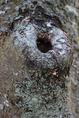 Hollow in a tree. Large hole in a tree.