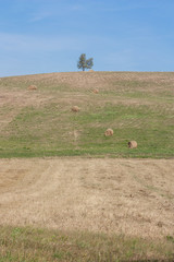 An idyllic photo of the hill after the harvest with a lonely tree on the top and bales of straw on the slope. A beautiful background.