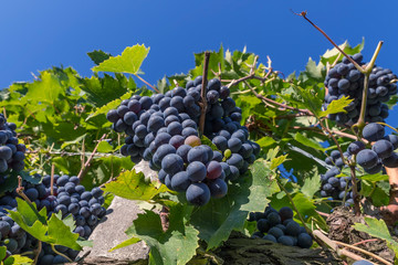 Beautiful bunches of black grapes taken from below against the blue sky of a sunny day