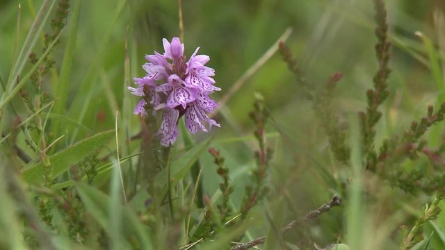 Steady, close up shot of a pink Liliaceae in a field.