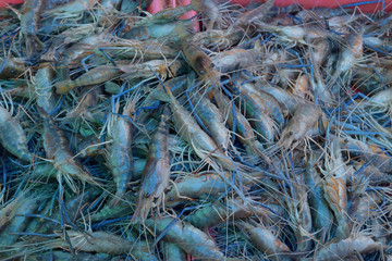 Group of raw sea shrimp prawn at fresh market for pattern background.
