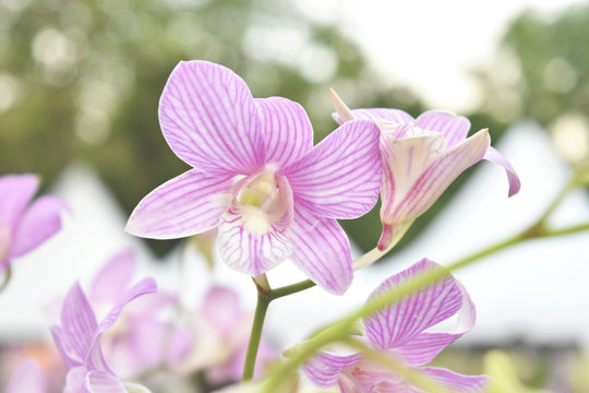 Purple and white orchid flower in tropical garden, amazing flowers and also elegant, queen of flowers, image for use in realistic botanical.