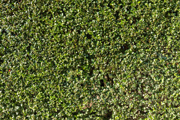 Green leafs background