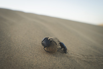 Scarabeo stercorario nel deserto