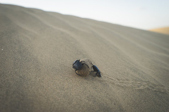 Scarabeo stercorario nel deserto