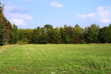meadow with trees and blue sky