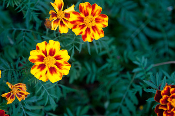 yellow flowers on a background