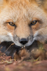 Red Fox