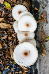 Mushrooms that bloom on the ground,.Backyard.