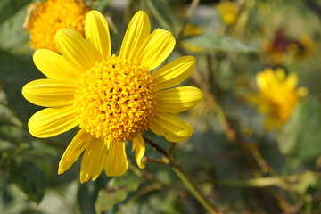 yellow flower