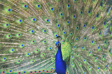 Obraz premium Close up portrait of an adult male peacock showing his colorful feathers
