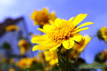 yellow flower on background of blue sky
