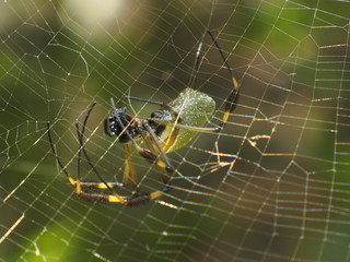 Golden Web Spider