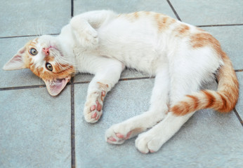 adorable blonde kitten lying down and playing - baby cat pet